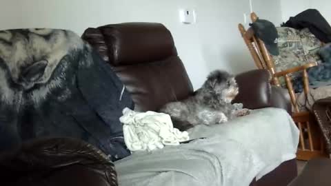 66bear online show from 21, 12, 2025