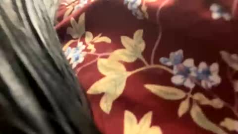 Snapshot of _catalina_linda_ok chatting on 26, 10, 2025 _catalina_linda_ok online show from 26, 10, 2025