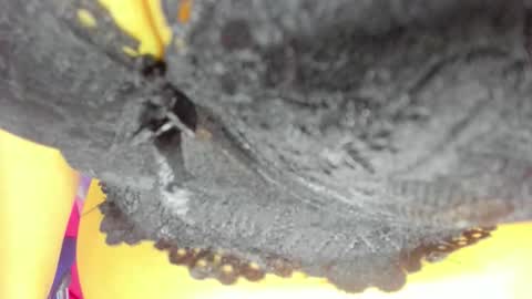 Snapshot of _pamela_ebony chatting on 23, 10, 2025 pamela online show from 23, 10, 2025