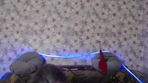 Snapshot of alice_longstocking chatting on 22, 12, 2025 alice longstocking online show from 22, 12, 2025