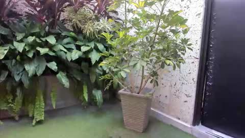 alice_simpson1 online show from 18, 10, 2025