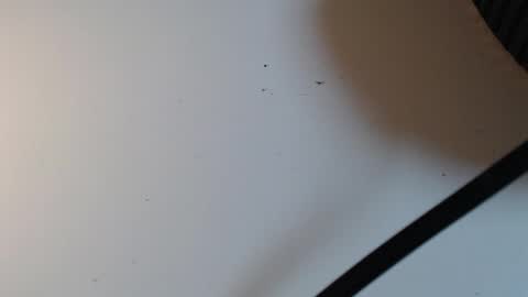 Alid 17 online show from 16, 2, 2026