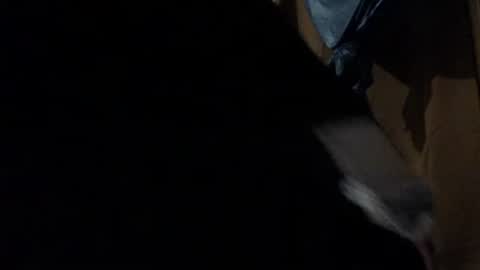 Snapshot of amileadivinestar0987 chatting on 26, 12, 2024 amileadivinestar0987 online show from 26, 12, 2024