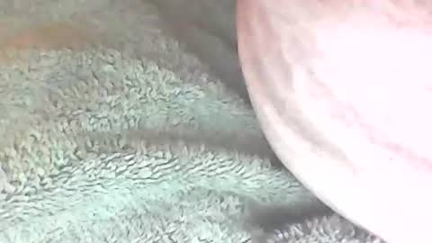 Snapshot of analhunter33 chatting on 6, 2, 2025 analhunter33 online show from 6, 2, 2025