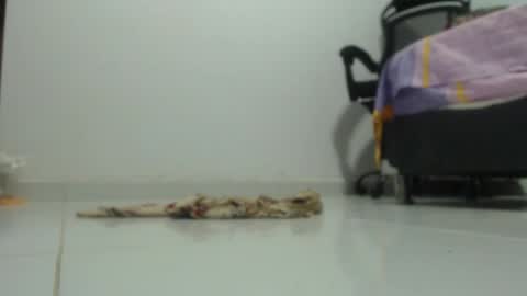 ...Ariana... online show from 29, 1, 2025