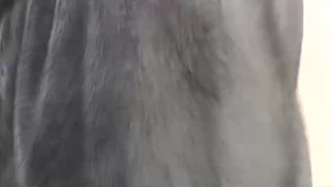 Snapshot of assiology11 chatting on 17, 2, 2025 Assiology online show from 17, 2, 2025