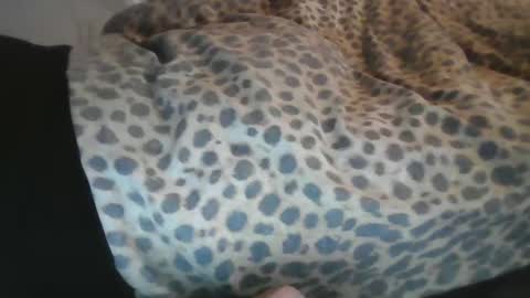 Snapshot of aussiecockpumper76 chatting on 4, 3, 2025 Aussiecockpumper76 online show from 4, 3, 2025