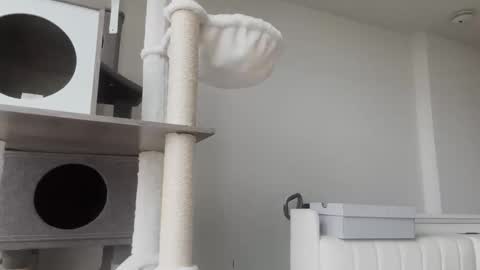 DADDY online show from 8, 1, 2026