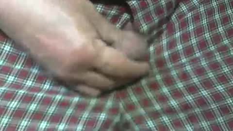  Reservoir Dogs online show from 31, 10, 2025