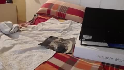 berlinerbaer1963 online show from 19, 4, 2026