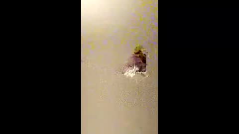 bigdaddydongarlets391292 online show from 13, 2, 2026