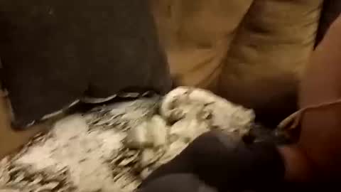 Assdrtyasuwant online show from 28, 9, 2025