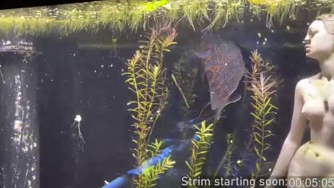 Booker Baxton online show from 11, 1, 2026