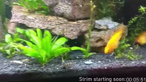 Booker Baxton online show from 16, 1, 2026