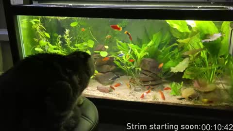 Booker Baxton online show from 18, 3, 2026