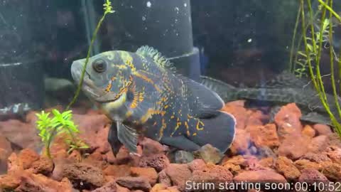 Booker Baxton online show from 22, 3, 2026