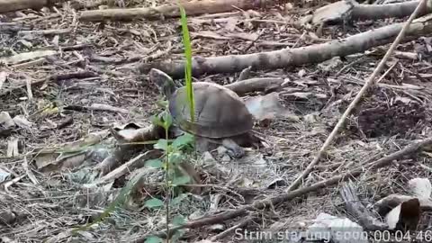 Booker Baxton online show from 9, 4, 2026