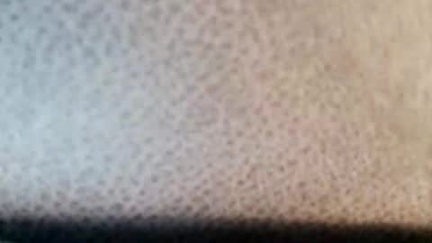 Boolika online show from 11, 3, 2025