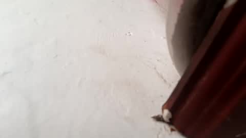 Brittany  online show from 23, 11, 2025