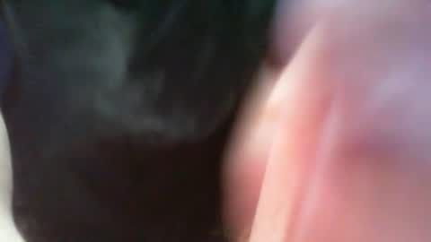 Snapshot of bullemoe chatting on 8, 3, 2025 bullemoe online show from 8, 3, 2025