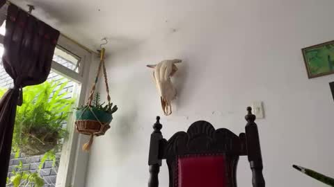 Snapshot of camille_delrey chatting on 31, 10, 2025 Camille online show from 31, 10, 2025