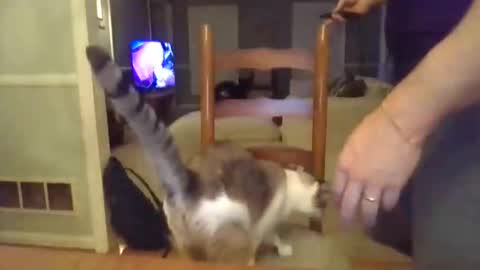 cbisc online show from 28, 3, 2026