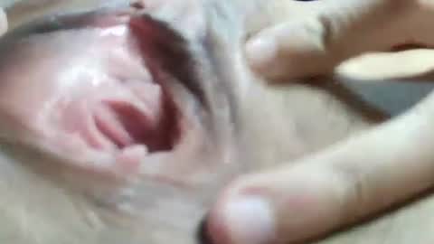 celestestephan online show from 31, 1, 2025