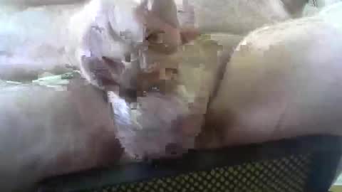 coffee90028 online show from 3, 2, 2026