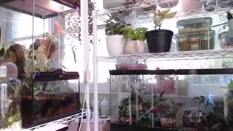 Snapshot of constantcumquest chatting on 6, 10, 2025 ANR Mommy online show from 6, 10, 2025