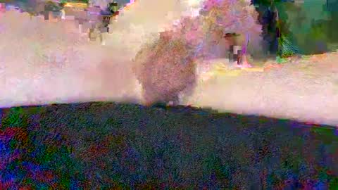 Snapshot of cwaddle chatting on 10, 1, 2025 cwaddle online show from 10, 1, 2025