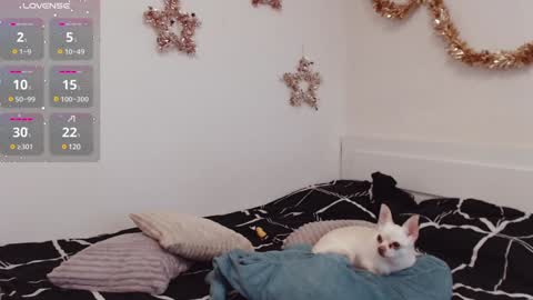 Snapshot of demiamour chatting on 25, 12, 2024 Demi. not your babybabebb and other shit online show from 25, 12, 2024