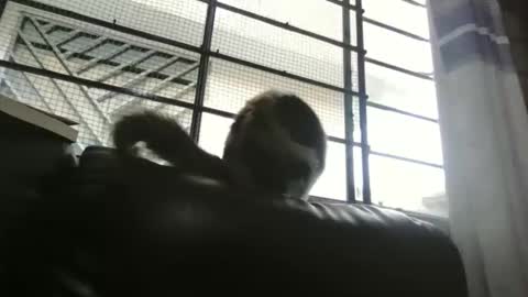 dickeduardo online show from 29, 3, 2026