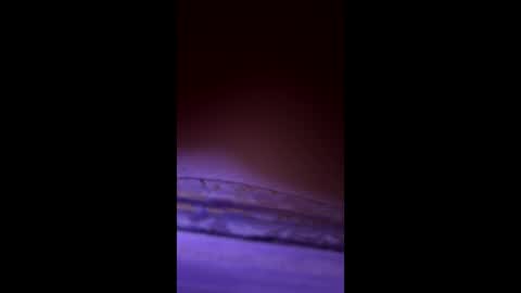 divorcedsissyhusband online show from 23, 3, 2026