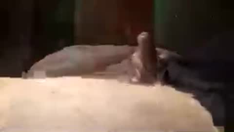 Snapshot of dmitrhoma chatting on 20, 7, 2026 dmitrhoma online show from 20, 7, 2026