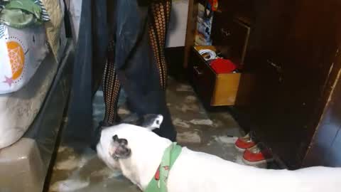 dreamreal online show from 8, 2, 2026