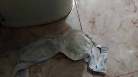 Snapshot of dthedog12 chatting on 24, 9, 2025 dthedog12 online show from 24, 9, 2025