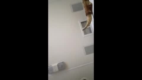 dtrain6969420 online show from 3, 2, 2026