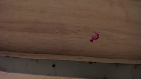 Snapshot of dylanroyce_ chatting on 1, 4, 2026 dylanroyce_ online show from 1, 4, 2026