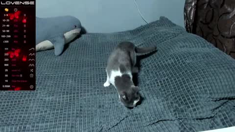 Eva online show from 9, 1, 2025