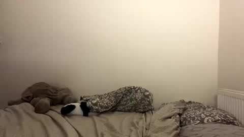 ghostpetal online show from 29, 10, 2025