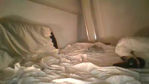 godonsin online show from 17, 12, 2024