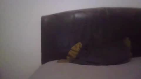 Snapshot of goodcock12345 chatting on 19, 2, 2025 goodcock12345 online show from 19, 2, 2025