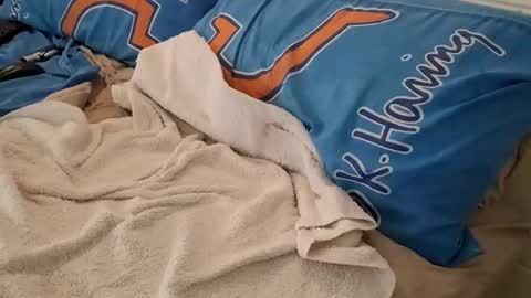 Homer online show from 6, 3, 2025