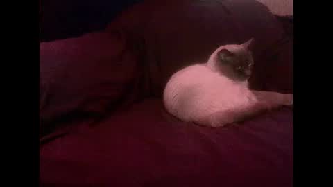 hopps28 online show from 1, 3, 2025