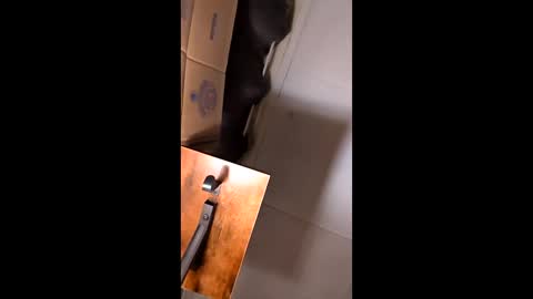 hungitalian40 online show from 12, 2, 2026