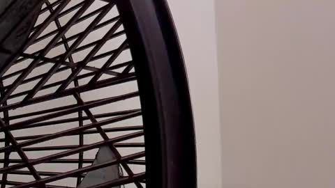 IAN CASTILLO online show from 11, 2, 2026