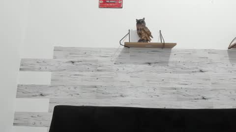 Jaycreedd online show from 3, 11, 2025