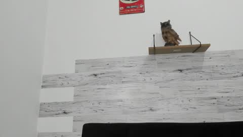 Jaycreedd online show from 26, 11, 2025