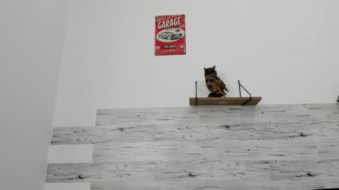 Jaycreedd online show from 3, 3, 2026