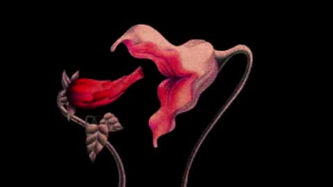 katsuro online show from 14, 11, 2025